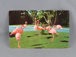 Vintage Postcard - Flamingos San Diego Zoo - Animal Color Series - £11.85 GBP
