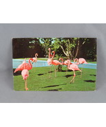 Vintage Postcard - Flamingos San Diego Zoo - Animal Color Series - $20.37 CAD