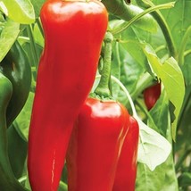 SRN Big Jim Pepper Seeds Non-Gmo Heirloom Garden - $8.95