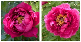 Feral Luoyang Red Peony Plant w Big Red Flowers 20 Original Packs 8 seed... - £27.08 GBP