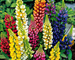 50 Seeds Russell Lupine Mixed Colors Seeds Perennial Hummingbirds &amp; Bees... - £7.22 GBP