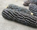 50 Seeds Blue Hopi Corn Seed Organic Native Heirloom Summer Fall Vegetab... - $8.99