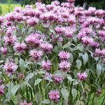 FREE SHIPPING 1000 Wild Bergamot Seeds Monarda Balm Attracts Butterflies &amp; Bees - £10.27 GBP