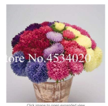 100 Pcs Chinese Aster Callistephus Give You A Full Of Bright Summer Big Flowers  - £8.94 GBP