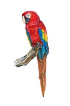 SCARLET MACAW PARROT Vinyl Decal Sticker Truck Boat Car Tumbler Cooler Cup - £5.49 GBP+