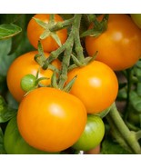 Aunt Gertie&#39;s Gold Tomato Seeds (5 Pack) - Vibrant Golden Tomatoes, Non-... - £5.58 GBP