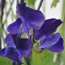 Royal Navy Blue Sweet Pea Seeds | 20 Seeds | Non-GMO | FROM USA - £4.74 GBP