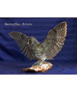 European Eurasian Scops Owl Real Taxidermy Stuffed Bird Mount Scientific... - £286.95 GBP