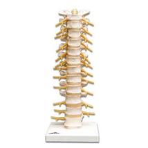 Anatomical Flexible Thoracic Vertebral Column - £81.48 GBP