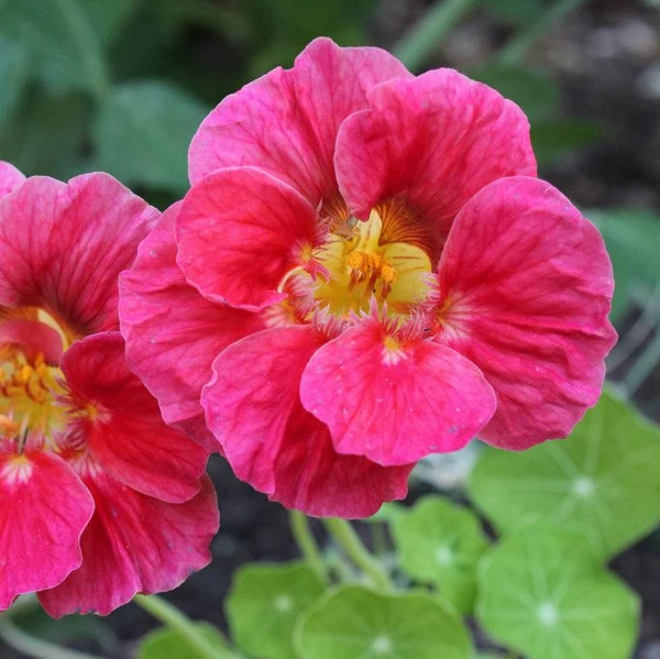 Nasturtium Cherry Rose Jewel, 25 Seeds R - £12.28 GBP