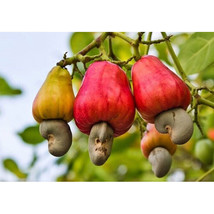 LKS 10 Seeds Seeds Anacardium Occidentale Cashew Nut Tree Fresh Seeds Ho... - $231.25 MXN