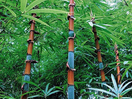 Cephalostachyum pergracile Tinwa Bamboo - £2.06 GBP