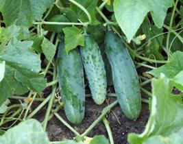 Marketer Cucumbers - Seeds - Organic - Non Gmo - Heirloom Seeds – Vegetable Seed - $5.99
