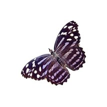 Mexican Butterfly Decal - 6&quot; wide - £4.79 GBP