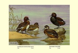 Australian White-Eyed and Southern Pochard Ducks by Allan Brooks - Art Print - £17.68 GBP+