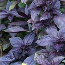 Dark Opal Purple Basil Basil Seeds Purple Basil Seeds 450 Seeds Garden Fast Ship - $9.90