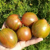 Tomato Kozula-132 Seed Pack - Exotic Heirloom Variety, Home Gardening, Thoughtfu - £5.50 GBP