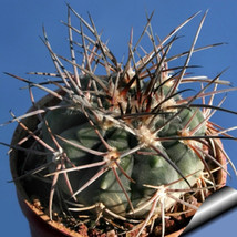 10 pcs Gymnocalycium nidulans Seeds Rare Cactus Succulent Plants FROM GARDEN - £6.36 GBP