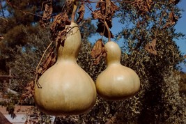 Birdhouse Gourd Calabash Chinese Buddha Squash Whiteflowered Gourd 10 Seeds  Fro - $8.35