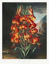 11656.Decor Poster.Room Wall.Robert John Thornton Flower painting.Exotic art - £12.94 GBP+