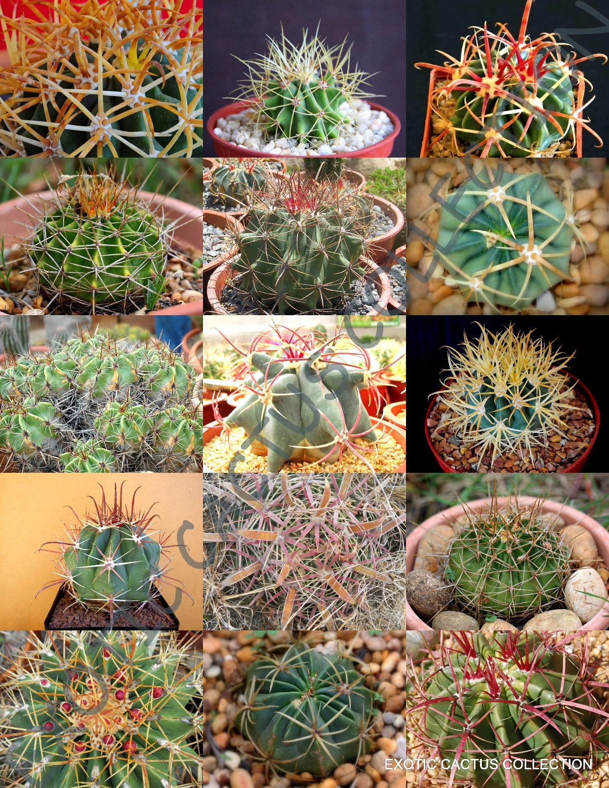 RARE FEROCACTUS MIX flowering cactus exotic cacti desert succulent seed ... - $11.99