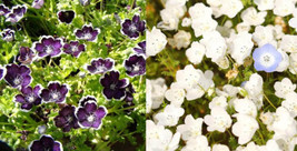 Nemophila Black &amp; White Mix (Purple-White) Short Heirloom 200 Seeds From US - £7.70 GBP