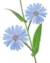 1000 Seeds Chicory Seeds Blue Dandelion Perennial Medicinal Herb - £7.83 GBP