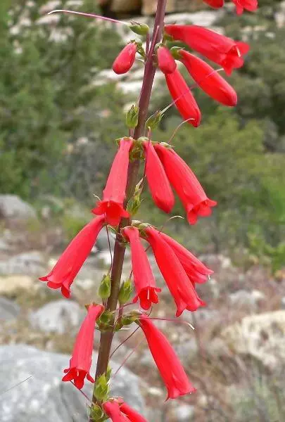 US Seller Penstemon Eatonii Firecracker Penstemon 50 Seeds - £12.23 GBP