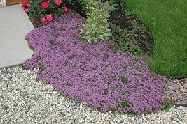 2000 Seeds Creeping Thyme, Heirloom, Non-GMO - £12.77 GBP