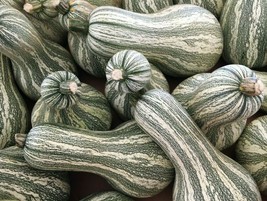 Grow In US Green Striped Cushaw Pumpkin Seeds 10+ Squash Gourd Vegetable - £6.53 GBP