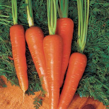 1000+ Moonraker Carrot Seeds - £7.69 GBP