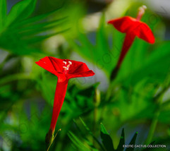 USA Store 20 Seeds Store Ipomoea Multifida Cardinal Climber Morning Glory Flower - £11.65 GBP