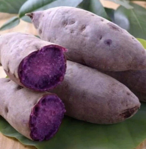 10 Purple Sweet potato Slips - Cuttings Sweet Potato Plants / Khoai Lang... - $47.50