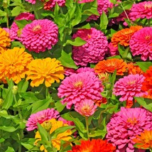 400+ California Giant Zinnia Flower Seeds Mixed Colors Fresh Garden - £9.56 GBP