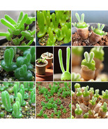 10 Seeds Imported New Zealand Rabbit Monilaria Obconica Fresh Seeds - $18.75 CAD