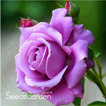 120 Sterling Silver Rose Seeds Romantic Color Good Gift Lover Bush Flower - £6.28 GBP