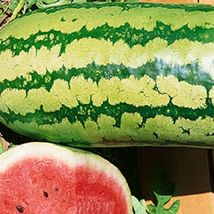 LimaJa Garrisonian Watermelon 5 Seeds | NON-GMO | Heirloom | Fresh Garden - £2.38 GBP