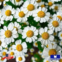 Chamomile 3000 Herb Seeds - German Garden Usa Shipping - £4.50 GBP