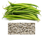 50 Seeds Blue Lake Bush Beans Non-Gmo - £11.15 GBP