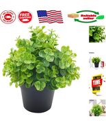 Eco-Friendly Eucalyptus Potted Plant for Modern Home - 7.1&quot; Indoor Accen... - €14,63 EUR