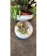 DIY Succulent Arrangement in Glass Bowl with Decorative Pebbles | Perfec... - $41.19 CAD