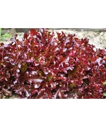 FMG 3000 Leaf Lettuce Red Salad Bowl Lactuca Sativa Fast Growing - $279.90 MXN
