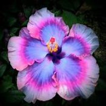 Flower Seeds Giant purple Hibiscus Exotic Coral Flowers 20 Seeds Item NO DL318C  - £8.40 GBP