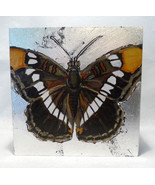 Butterfly Painting by Kelly Magee (#5985) - $1,425.51 MXN