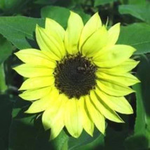 VP Valentine Sunflower Helianthus Annuus Flower 25 Seeds - £3.77 GBP
