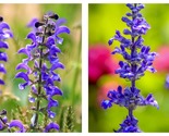 400 Seeds Salvia MEADOW SAGE Blue Purple Attracts Bees Hummingbirds Pere... - £15.67 GBP