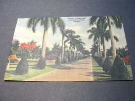 Stately Palms and Australian Pines, Florida – 1940s Linen Postcard. - £7.06 GBP