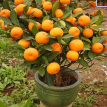 10 Mandarin Orange Tree Seeds Citrus Reticulata Blanco Ornamental Patio Fruit Tr - £12.81 GBP