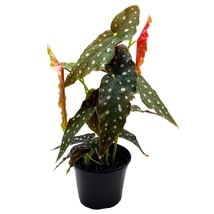 Begonia Maculata Angel Wing Cane Polka Dot Trout Begonia in a 6 inch Pot - £36.39 GBP