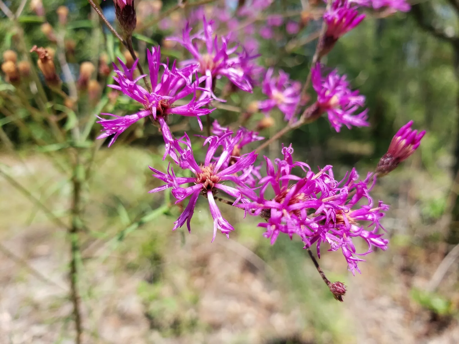 Best 25 of Florida Ironweed Seeds | Vernonia Angustifolia Florida Native... - $3.88
